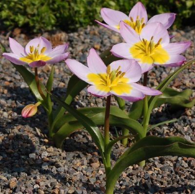 Tulpen 'Lilac Wonder' x50