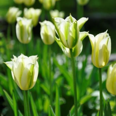 Tulpen 'Spring Green' x50