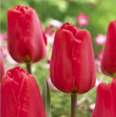 Tulpen 'Apeldoorn' x50