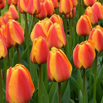 Tulpen 'Apeldoorn' x50