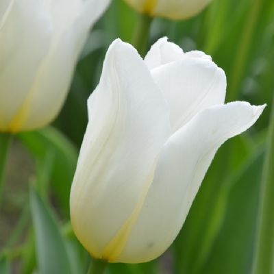 Tulpen 'Inzell' x50