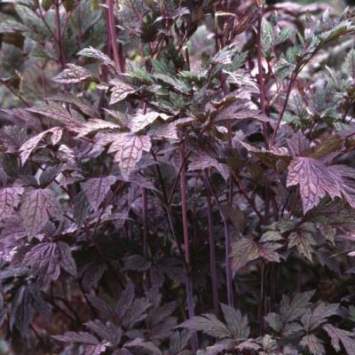Actaea racemosa ‘Atropurpurea’ 