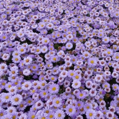 Aster (D) ‘Lady in Blue’