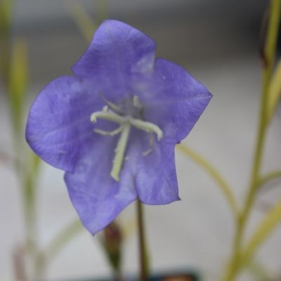 Campanula persicifolia ‘Grandiflora Coerulea’