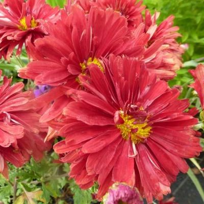 Chrysanthemum (R) ‘Duchesse of Edinburgh’