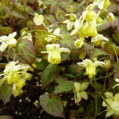 Epimedium versicolor ‘Sulphureum’