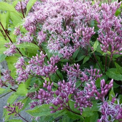 Eupatorium maculatum ‘Purple Bush’