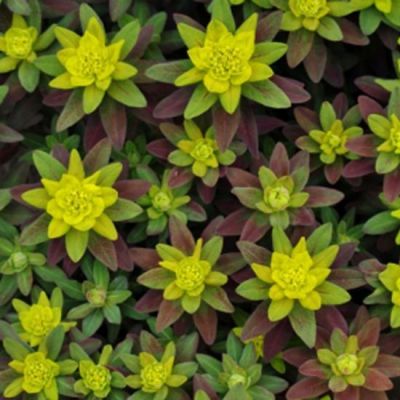 Euphorbia polychroma ‘Purpurea’