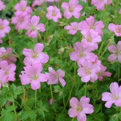 Geranium endressi ‘Wargrave Pink’