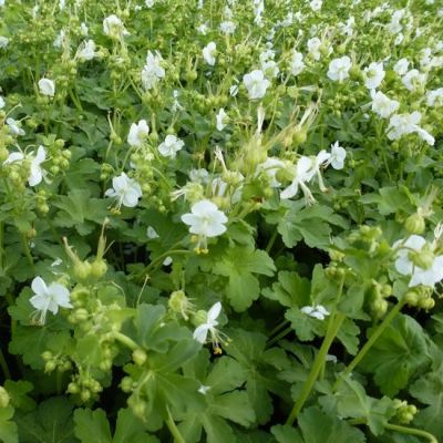 Geranium macrorrhizum ‘White Ness’