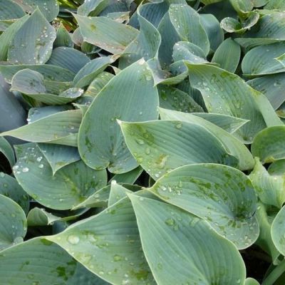 Hosta tardiflora ‘Halcyon’