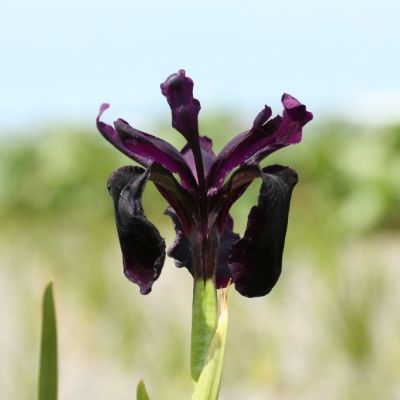Iris chrys. ‘Black Form’