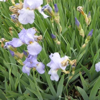 Iris Germanica ‘Babbeling Brook’