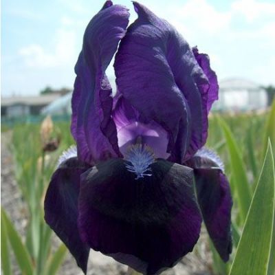 Iris Germanica ‘Black Knight’