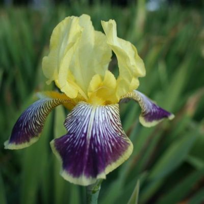 Iris Germanica ‘Nibelungen’
