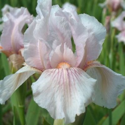 Iris Germanica ‘Pink Horizon’