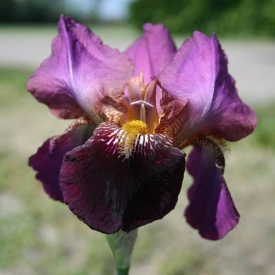 Iris Germanica ‘Senlac’