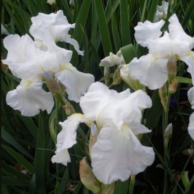 Iris Germanica ‘White Knight’