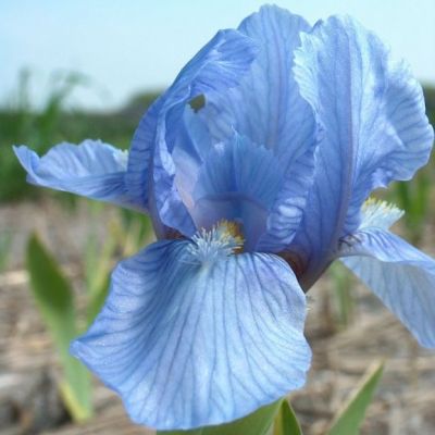 Iris Pumila ‘Blue Denim’