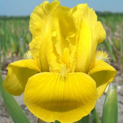 Iris Pumila ‘Brassie’