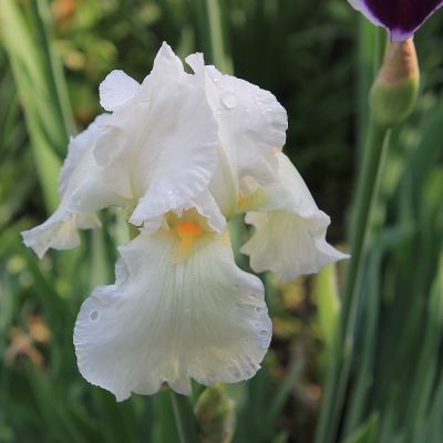 Iris Pumila ‘Bright White’