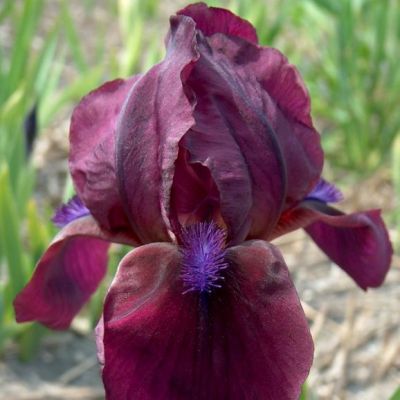 Iris Pumila ‘Cherry Garden’