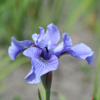 Iris siberica 'Blue Moon'