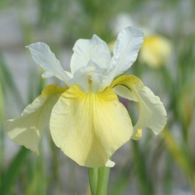 Iris sibirica ‘Butter and Sugar’