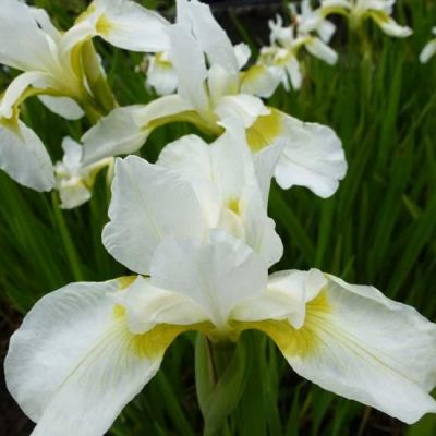 Iris sibirica ‘Snow Queen’