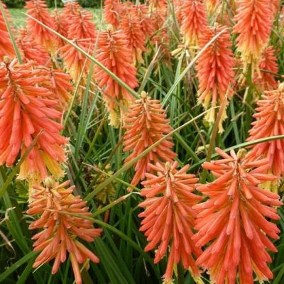 Kniphofia 'Redhot Popsicle'®