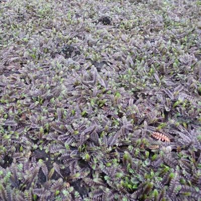 Leptinella squalida ‘Platt’s Black’