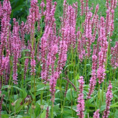 Persicaria amplexicaulis ‘Early Pink Lady’