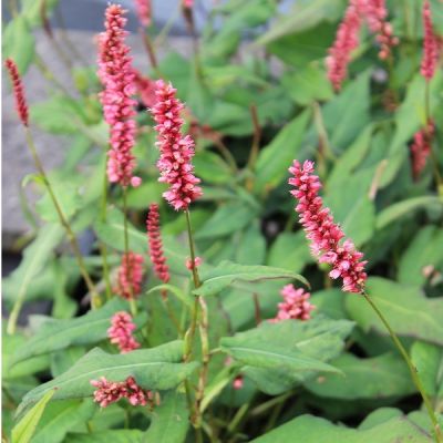 Persicaria amplexicaulis ‘Red Baron’