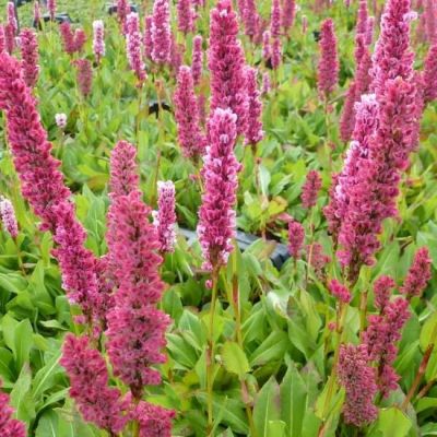 Persicaria affine 'Kabouter'