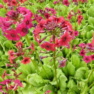 Primula japonica ‘Miller’s Crimson’
