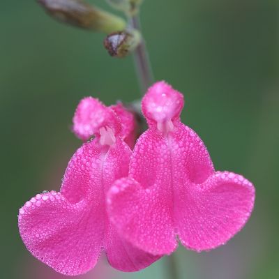Salvia microphylla ‘Pink Beauty’