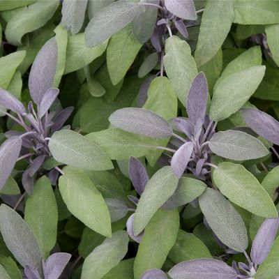 Salvia officinalis ‘Purpurascens’