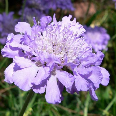 Scabiosa columbaria ‘Butterfly Blue’