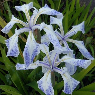 Iris laevigata ‘Mottled Beauty’