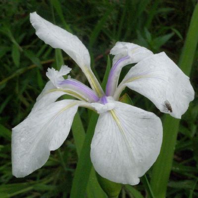 Iris laevigata ‘Snowdrift’