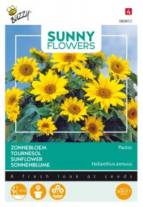 Buzzy Sunny Flowers, Zonnebloem Pacino Gold