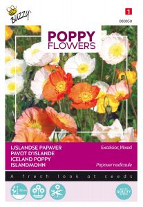 Buzzy Poppy Flowers, IJslandse papaver