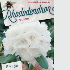 Rhododendron 'Porzellan'