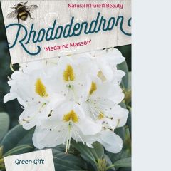 Rhododendron 'Mme Masson'