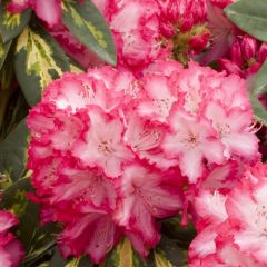 Rhododendron 'President Roosevelt'