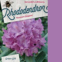 Rhododendron 'Roseum Elegance'