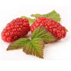 Rubus logan. ‘Loganberry’