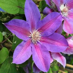Clematis ‘Mrs N. Thompson'