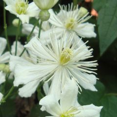 Clematis ‘Paul Farges' (='Summersnow')