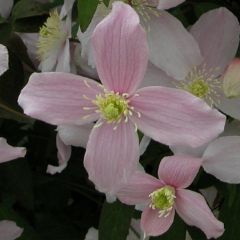 Clematis montana ‘Fragrant Spring'